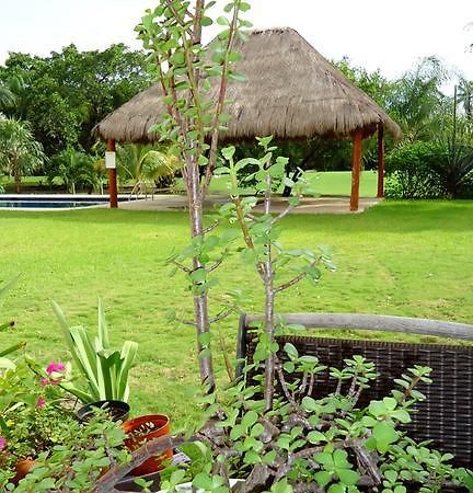 B&B Mom'S House Puerto Aventuras Extérieur photo